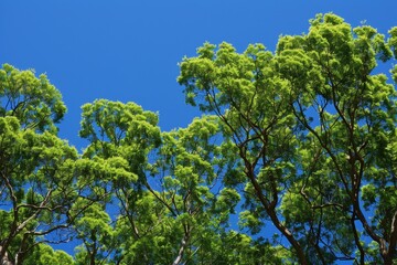 A low angle view of lush green trees swaying in a gentle breeze against a clear blue sky, Lush green trees swaying in a gentle breeze under a clear blue sky