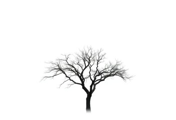 A lone tree stands stark against a pure white backdrop, botany, silhouette