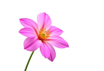A single, vibrant bloom isolated against a pure white backdrop, delicate, single