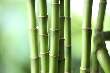 Obraz premium Decorative bamboo stems on blurred green background, closeup