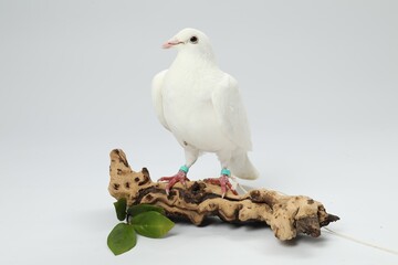 Beautiful dove with green branch and snag on white background