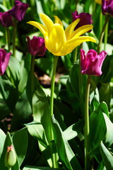 Vertical image of Beautiful Yellow and Purple tulips during spring time at the Ottawa Tulip Festival,Commissioners Park in Ottawa,Ontario,Canada