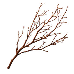 Obraz premium Dry branch with intricate twigs and natural texture