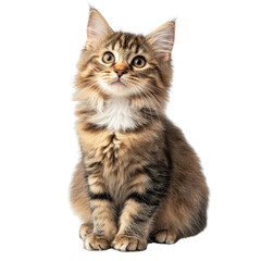 Cute fluffy kitten with curious expression