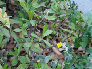 道路わきに生えているノゲシ