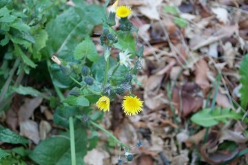 道路わきに生えているノゲシ