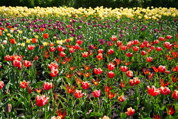Assortment of bright pink,red,lilac and cream tulips in a garden patch at the Ottawa Tulip Festival,Commissioners Park in Ottawa,Ontario,Canada