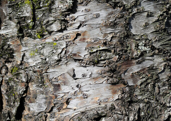 Norfolk Island Pine tree bark close-up abstract textured background