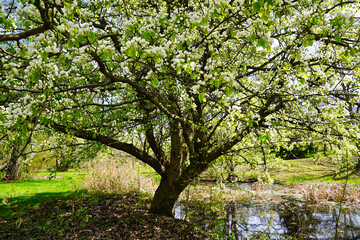 Spring scene - A small pond with Pear tree laden with white flowers and a bright spring day at the...