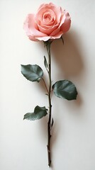 A Single Light Pink Rose Flower With Green Leaves Stem