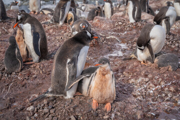 Gentoo penguins in their nest with their chick in Antarctica