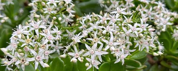 Jade plant (Crassula ovata) blossom in greenhouse