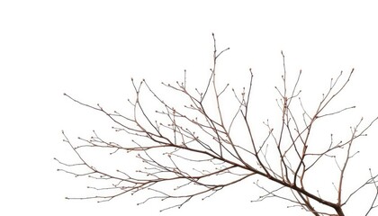 Fototapeta premium Delicate, bare branches isolated against a pure white backdrop, stem, image