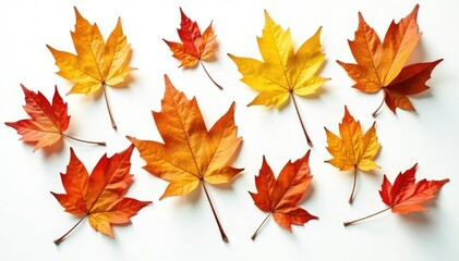 Fototapeta premium dried rubber tree leaves scattered on white background with clipping path, botanical, natural