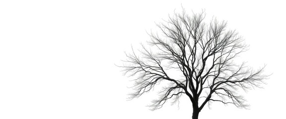 Lone deciduous tree, stark branches against pure white, photo, summer
