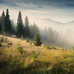Misty Forest Landscape – Tranquil Evergreen Trees in Morning Fog Generated Image