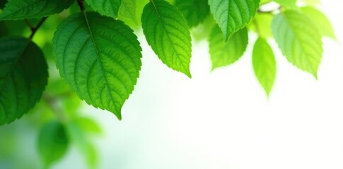 Fototapeta premium lush green leaves isolated on white background, nature, texture, greenery