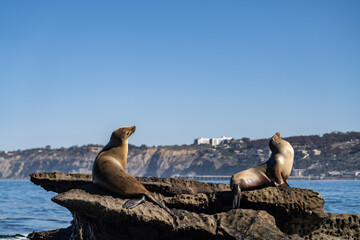 The California sea lion (Zalophus californianus) is a coastal eared seal native to western North...