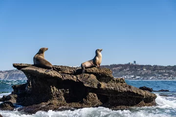 The California sea lion (Zalophus californianus) is a coastal eared seal native to western North America. La Jolla Cove, San Diego, California.  © youli zhao