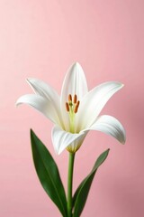 Obraz premium Pure white lily petals against a pale pink hue, clear, fresh