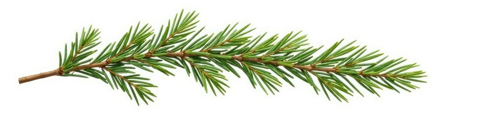 Single isolated branch of fir tree on white background, still life, foliage, forest