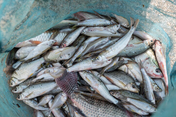 Group of freshwater fish caught in a net. 