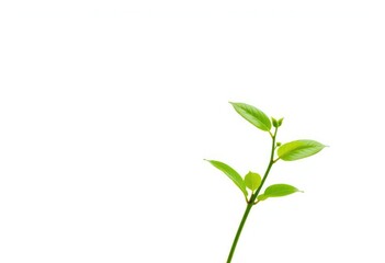 Fototapeta premium Single vibrant green plant, isolated on pure white, picture, visual