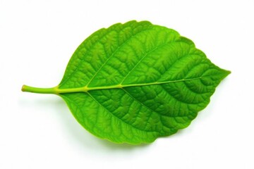 Obraz premium Small green leaf with veins isolated on white background, flowerless, green