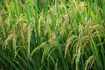 Rice paddy field in rural Thailand. Thailand has a strong tradition of rice production.
