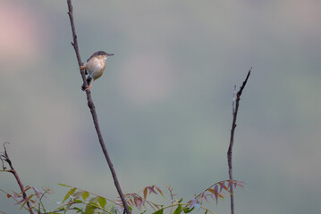 The beautiful small, vibrant plain prinia perched on a thin, bare twig. The background is blurred with multi colors. 