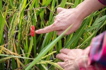 Farmer pointing to golden apple snail eggs on rice leaf. This snail is considered a major problem...