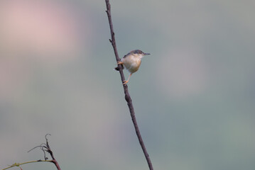 The beautiful small, vibrant plain prinia perched on a thin, bare twig. The background is blurred with multi colors. 