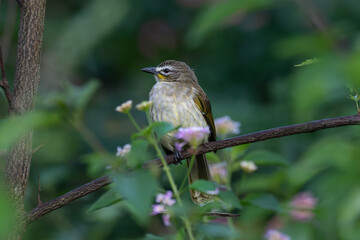 The beautiful white browed bulbul perched on a slender branch amongst delicate wildflowers. The background is lush green foliage with blurred.