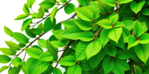 Vibrant green leaves, intricate details, crisp white backdrop, vibrant, pattern