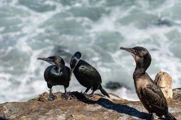 Brandt's cormorant (Urile penicillatus) is a strictly marine bird of the cormorant family of seabirds that inhabits the Pacific coast of North America. La Jolla Cove, San Diego, California.