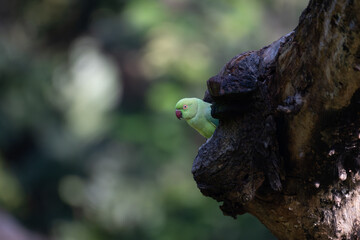 A close up vibrant green parakeet peaking out from a dark, textured tree trunk. The background is pale green plumage and soft, blurred.