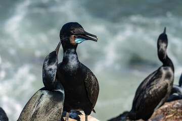Brandt's cormorant (Urile penicillatus) is a strictly marine bird of the cormorant family of seabirds that inhabits the Pacific coast of North America. La Jolla Cove, San Diego, California.