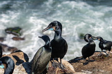 Brandt's cormorant (Urile penicillatus) is a strictly marine bird of the cormorant family of seabirds that inhabits the Pacific coast of North America. La Jolla Cove, San Diego, California.