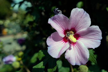 Close-up of a delicate pink hibiscus flower with vibrant red markings, showcasing a bee collecting pollen in a lush garden setting.