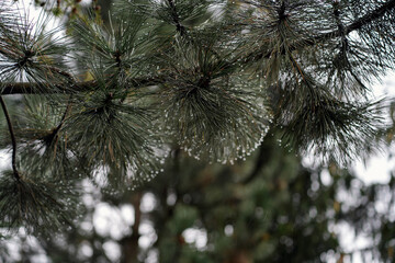 Close-up of pine tree branches adorned with droplets of water, capturing the beauty of nature after...