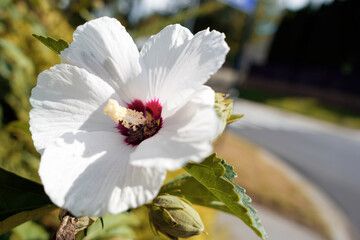 Macro shot of a beautiful white hibiscus flower with a hint of purple, showcasing intricate details of nature in a vibrant environment