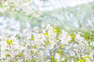 봄소식을 전하는 만발한 벚꽃들