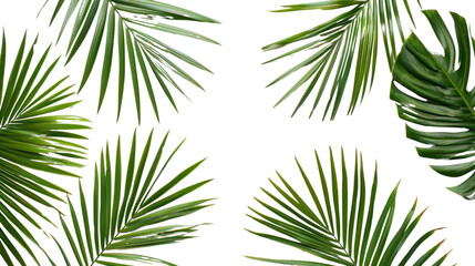 Tropical leaves creating a frame on transparent background