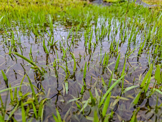Submerged Meadow: A Close-Up View of Grass Blades in Shallow Water
