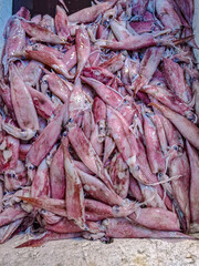 A Bountiful Harvest Freshly Caught Squid at a bustling Fish Market