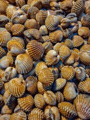 A Close-Up View of Freshly Harvested Cockles, Abundant Brown Shells Gleaming Under Light, a Delicate Seafood Delight