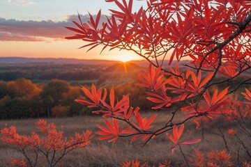 Coral Acacia Leaves Against a Sunset Landscape in Autumn