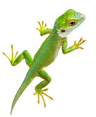 Fototapeta premium Full body green lizard poses on a white background