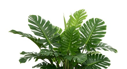 Fototapeta premium Jungle Forest Tropical leaves foliage plant, White background