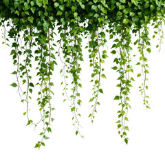 Obraz premium Hanging Vines with Green Leaves Against a White Wall Backdrop